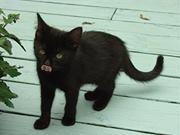 McDonald's Restaurant